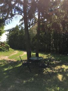 stół piknikowy obok drzewa w cieniu w obiekcie Noclegi Tulipan w Koninie
