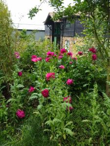 a garden with pink flowers in front of a house at Watercress Barns in Sittingbourne