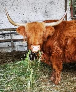 Galeriebild der Unterkunft Agriturismo Rio Ricco in Busana