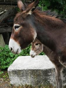 Galeriebild der Unterkunft Agriturismo Rio Ricco in Busana