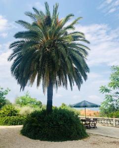 シルヴィ・マリーナにあるVillachiaraの傘とテーブルの前のヤシの木
