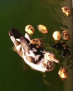 eine Gruppe von Enten, die im Wasser schwimmen in der Unterkunft Apartments Finca El Rincón in La Orotava