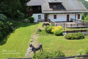 Állatok az apartmanban vagy a közelben