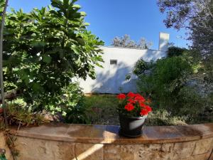 eine Vase mit roten Blumen auf einer Steinmauer in der Unterkunft Casa vacanza nel cuore del Salento in Parabita