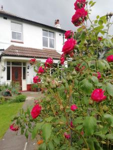 a white house with red roses in front of it at Beechlands B & B in Whitby