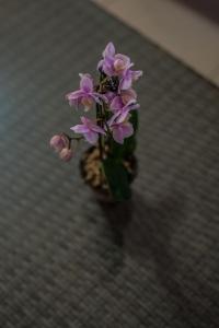 a small purple plant sitting on a table at Adelante Lodge in Bloemfontein