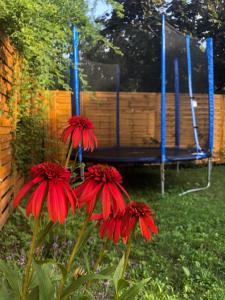 Vonkajšia záhrada v ubytovaní Négy évszak apartmanház