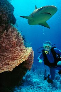 ผู้เข้าพักที่ Beqa Lagoon Resort