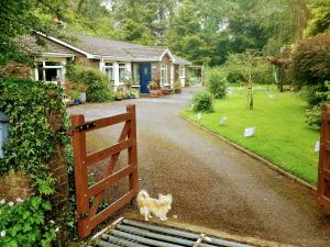 un chien debout sur un escalier à côté d'une porte en bois dans l'établissement Grove lodge, à Aglish