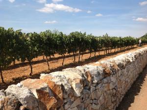 Foto de la galeria de B&B Via dei Trulli a Cisternino