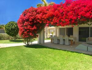 a large red flower bush on the side of a house at Turquesa 3 Fuerteventura in Corralejo
