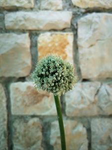 Gallery image of Hvar-Pakleni islands- isolated Robinson House Moj Mir in Hvar