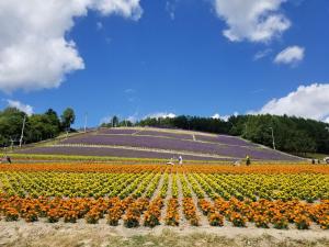 Fotografie z fotogalerie ubytování Furano Mount Villa v destinaci Furano + 64 fotografií