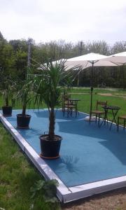 two potted trees sitting on a blue floor with tables and umbrellas at Pensiunea Casa Vanatorului in Oţeleni