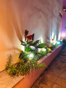 una fila de plantas en una pared con luces en Cozy Studio Preveza Marina en Preveza