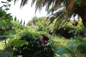 a garden with a pink flower and some plants at Makarska city center1 willa in Makarska