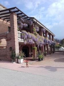 a dog walking in front of a building with purple wisterias at Agriturismo Doremi in Vignolo
