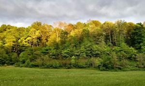 a green field with trees in the background at Altenbrauch Farm - Camping in the Hocking Hills in McArthur