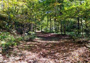 a path in the woods with leaves on the ground at Altenbrauch Farm - Camping in the Hocking Hills in Stella