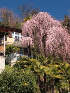 uma árvore com flores cor-de-rosa em frente a um edifício em Casa Sibylle bei Locarno em Locarno