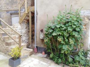 una planta está creciendo al lado de un edificio en Idha à proximité de Bayeux, en Vaucelles