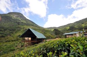 a house in a tea plantation with mountains in the background at Wild Glamping Knuckles - Thema Collection in Rangala