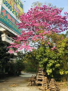 a tree with pink flowers in front of a building at Rural Area Hotel in Wanqiao