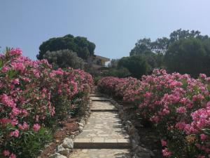 a path through a garden of pink flowers at Teras Motel in Foça