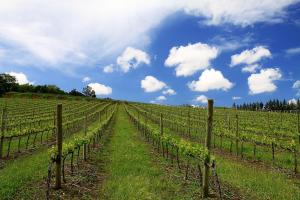 a vineyard with a blue sky and clouds at Quinta dos Capuchos Casa da Adega in Alcobaça