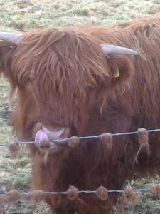 Animals at the bed & breakfast or nearby 