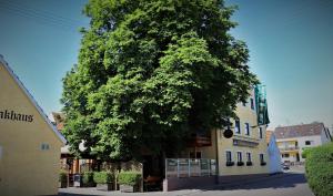duże drzewo przed budynkiem w obiekcie Landsteakhaus w mieście Marxheim