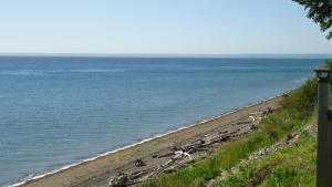 a beach with a bunch of birds on it at Motel Carleton Sur Mer in Carleton sur Mer