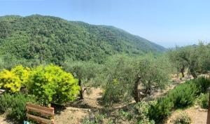 a view of a mountain with trees and a bench at La porta del Sole in Seborga