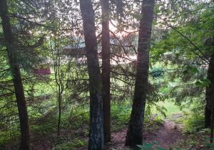 een uitzicht door de bomen op het pad bij Uniq Home Helsinki in Helsinki