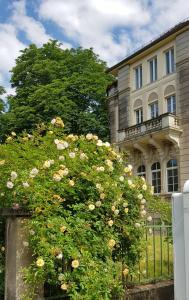 une brousse de roses devant un bâtiment dans l'établissement Hotel-Villa Lalee, à Dresde