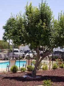 a tree in front of a swimming pool at Shiloh Inn Lamesa in Lamesa