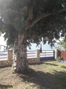 a tree sitting next to a stone fence at Holiday Tolofona Beach in Erateini