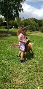 Una pequeña niña acariciando una pequeña cabra en un campo en Zaysant Ecolodge, en Puembo