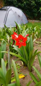 un fiore rosso cresce di fronte a una tenda di Zaysant Ecolodge a Puembo