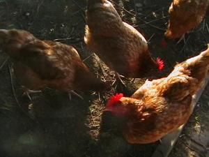 Afbeelding uit fotogalerij van Agroturystyka Józefówka Borkowo Lęborskie in Zwartowko 