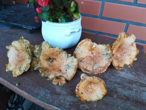 Afbeelding uit fotogalerij van Agroturystyka Józefówka Borkowo Lęborskie in Zwartowko 