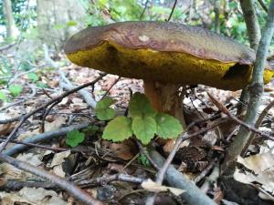 Afbeelding uit fotogalerij van Agroturystyka Józefówka Borkowo Lęborskie in Zwartowko  +128 foto's