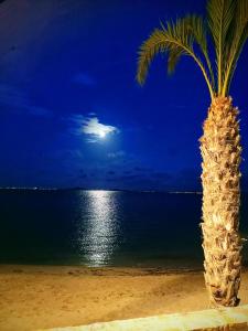ロス・アルカサレスにあるSalomé Beach Apartmentsの夜の浜辺に座るヤシの木