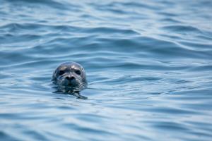 a seal swimming in a body of water at Beach House 9 in Scharendijke
