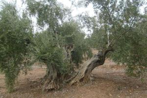 Gallery image of Cortijo El Derramadero in Villacarrillo