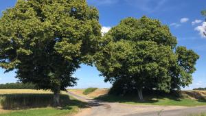 two trees in the middle of a dirt road at Le gîte de Ballage in Chemillé-sur-Dême