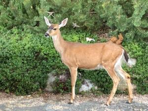 Gallery image of Gibsons Harbour Retreat in Gibsons