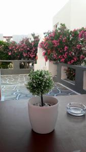 Κήπος έξω από το George's Place