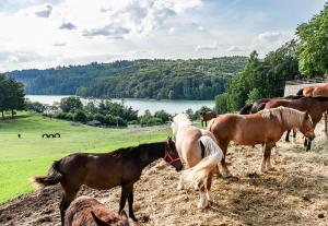 un gruppo di cavalli in piedi in un campo di Leśniczówka WIEŻYCA i Domki a Szymbark