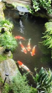 Binatang di ryokan atau berdekatan